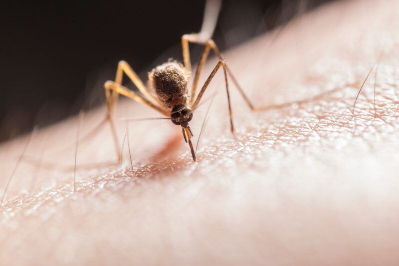 West Nile virus detected in Worcester mosquitoes; targeted spraying planned this week