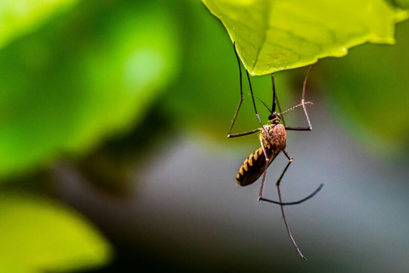 Mosquito control crews set July dates in Worcester