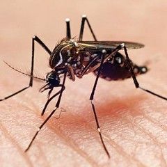 Worcester sets September dates for mosquito control as summer pests linger