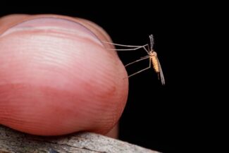 West Nile risk rises to moderate in Worcester; mosquito spraying set for Tuesday