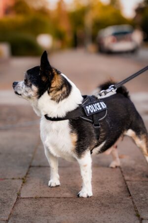 Worcester DA receives federal grant to launch countywide comfort dog program