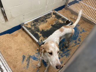 PETA sues UMass Chan over records from animal research oversight committee
