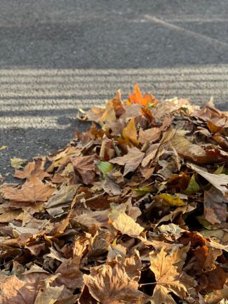 Worcester fall leaf collection begins Nov. 2; parking restrictions to take effect
