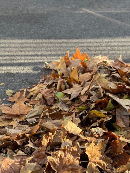 Worcester fall leaf collection begins Nov. 2; parking restrictions to take effect