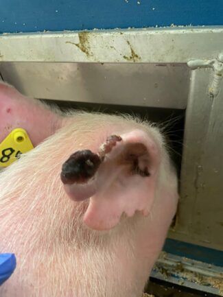 PETA seeks federal probe into deaths of pigs at UMass Chan